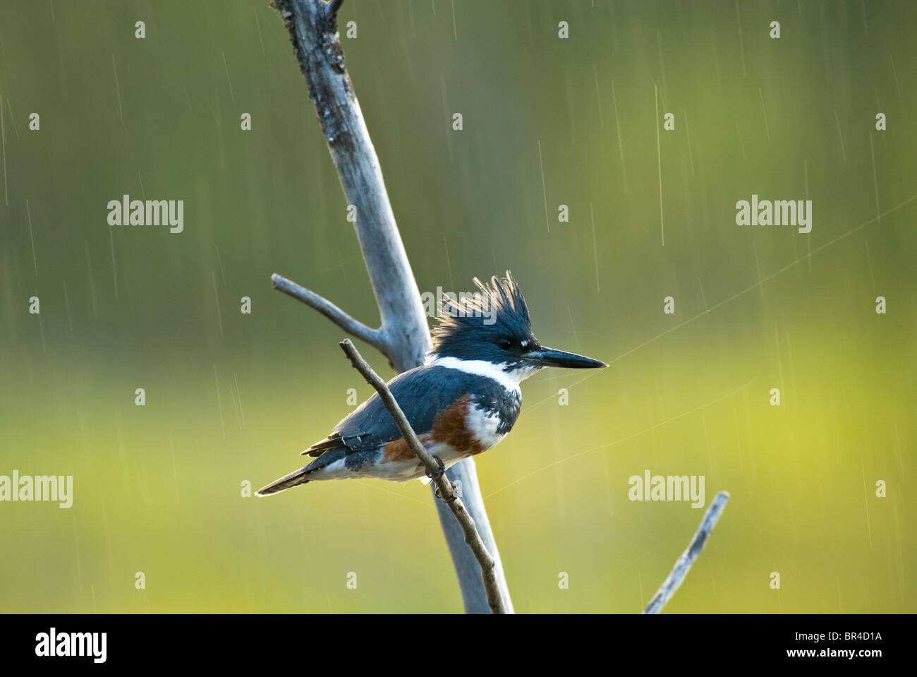 Un Belted Kingfisher appollaiato su un albero morto il ramo Foto Stock