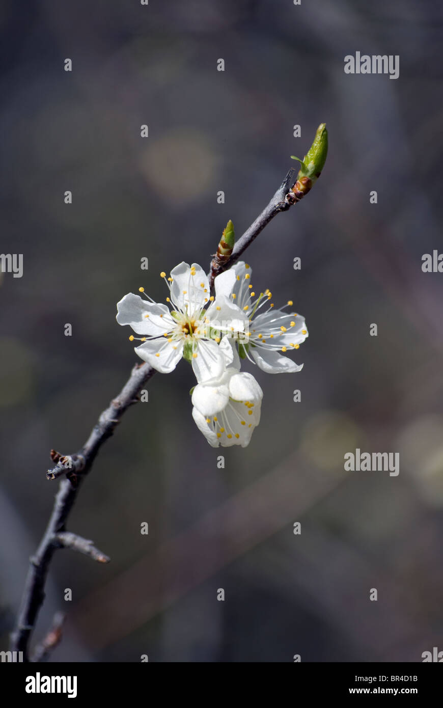 Fioritura fiorisce da una strozzatura ciliegio (Prunus virginiana) tree con boccioli di foglia ancora presente. Foto Stock