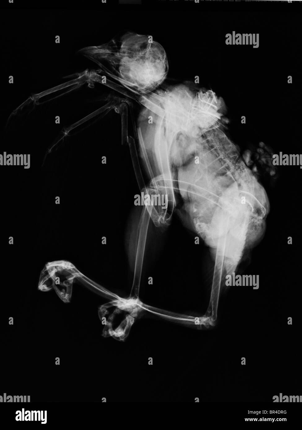 Raggi x di un rosso-tailed hawk che è stato ucciso quando è stato colpito da un auto Foto Stock