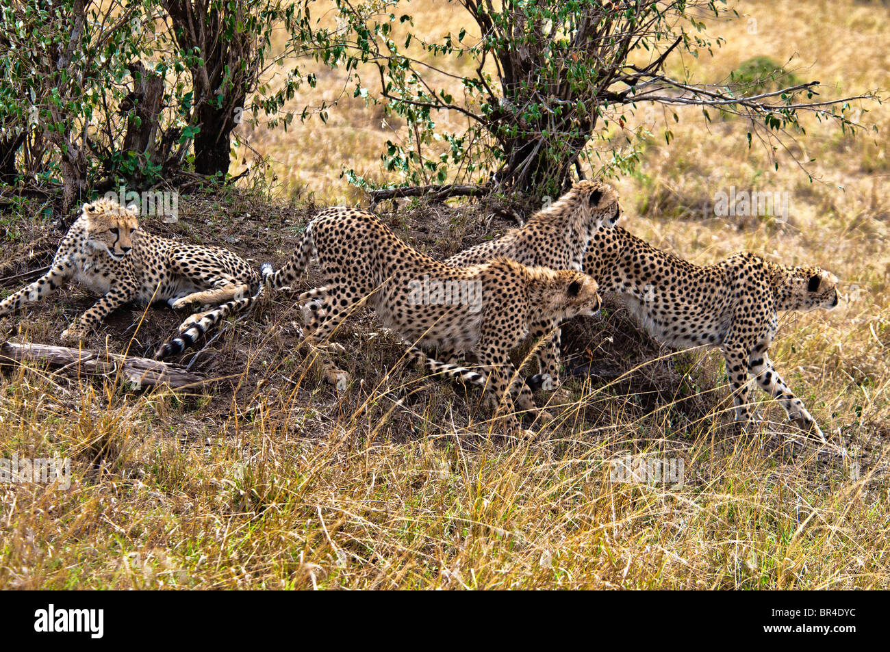 Ghepardo Famiglia, Acinonyx jubatus, Stalking preda, il Masai Mara riserva nazionale, Kenya, Africa Foto Stock