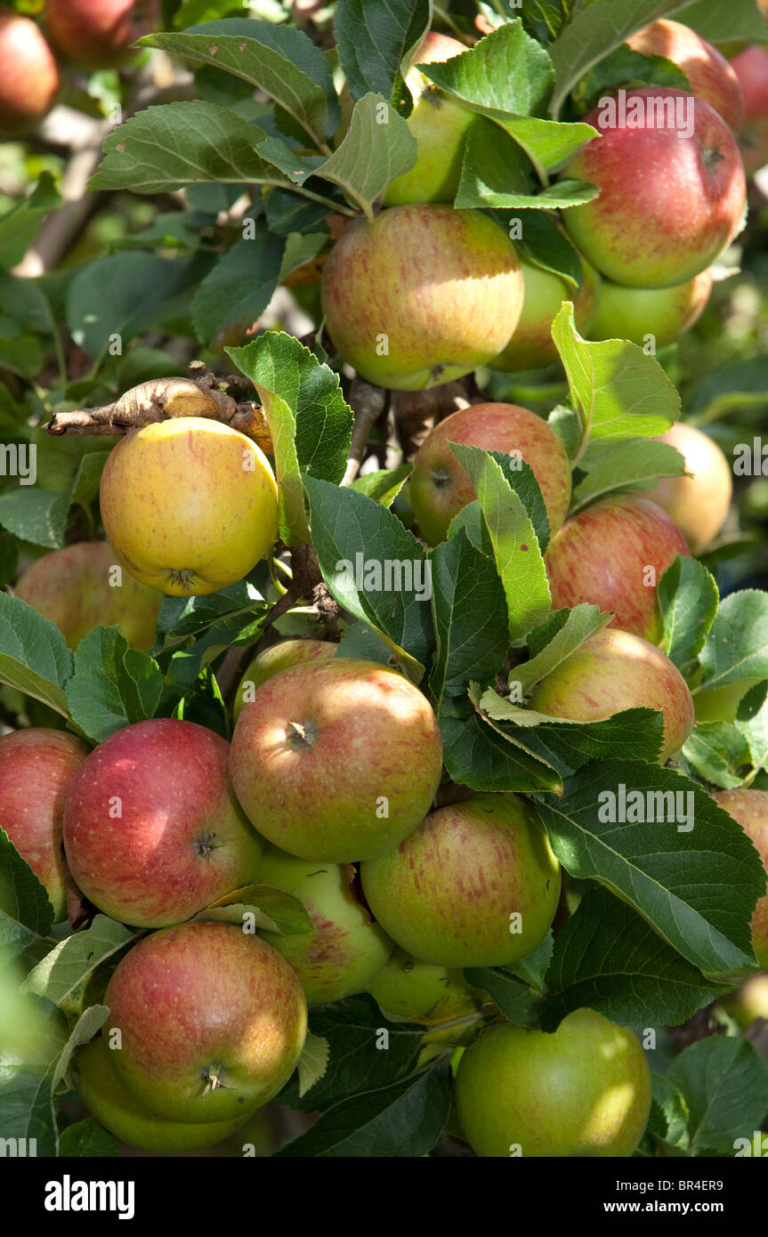 Le mele su albero in un giardino in Inghilterra. Foto Stock
