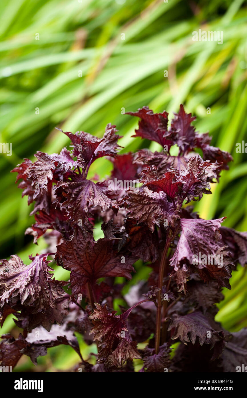 Perilla frutescens, Shiso Foto Stock