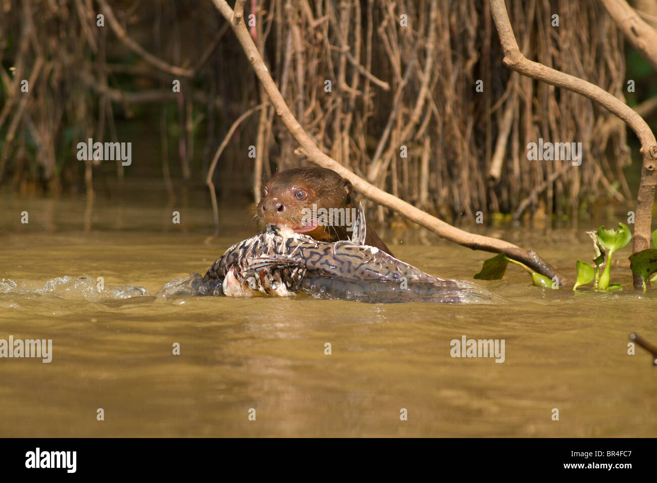 Lontra gigante con pesce gatto nella sua bocca in Brasile Pantanal Foto Stock