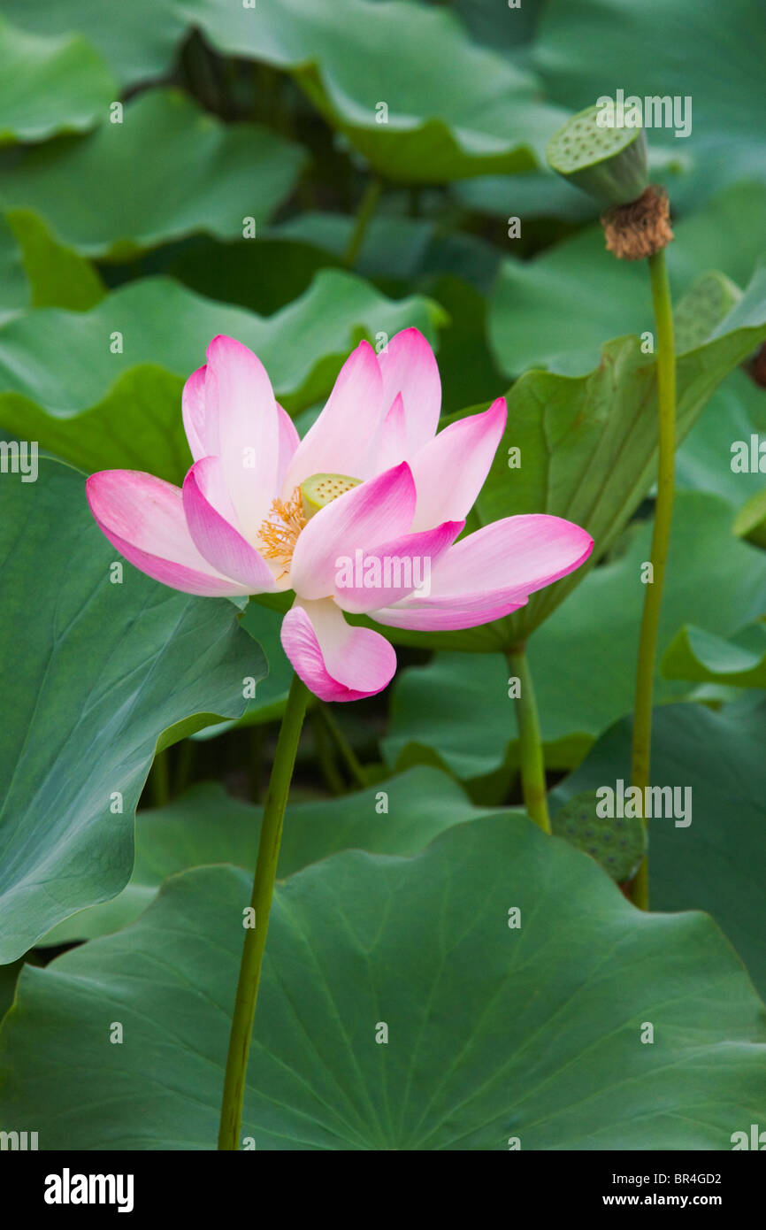 Fiore di loto, Cina Foto Stock