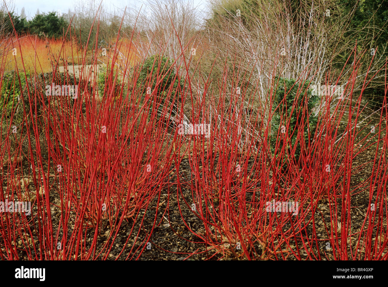 Cornus Alba 'Sibirica', Anglesey Abbey giardini giardino Cambridgeshire England UK Winter colore rosso sanguinello steli di piante vegetali Foto Stock