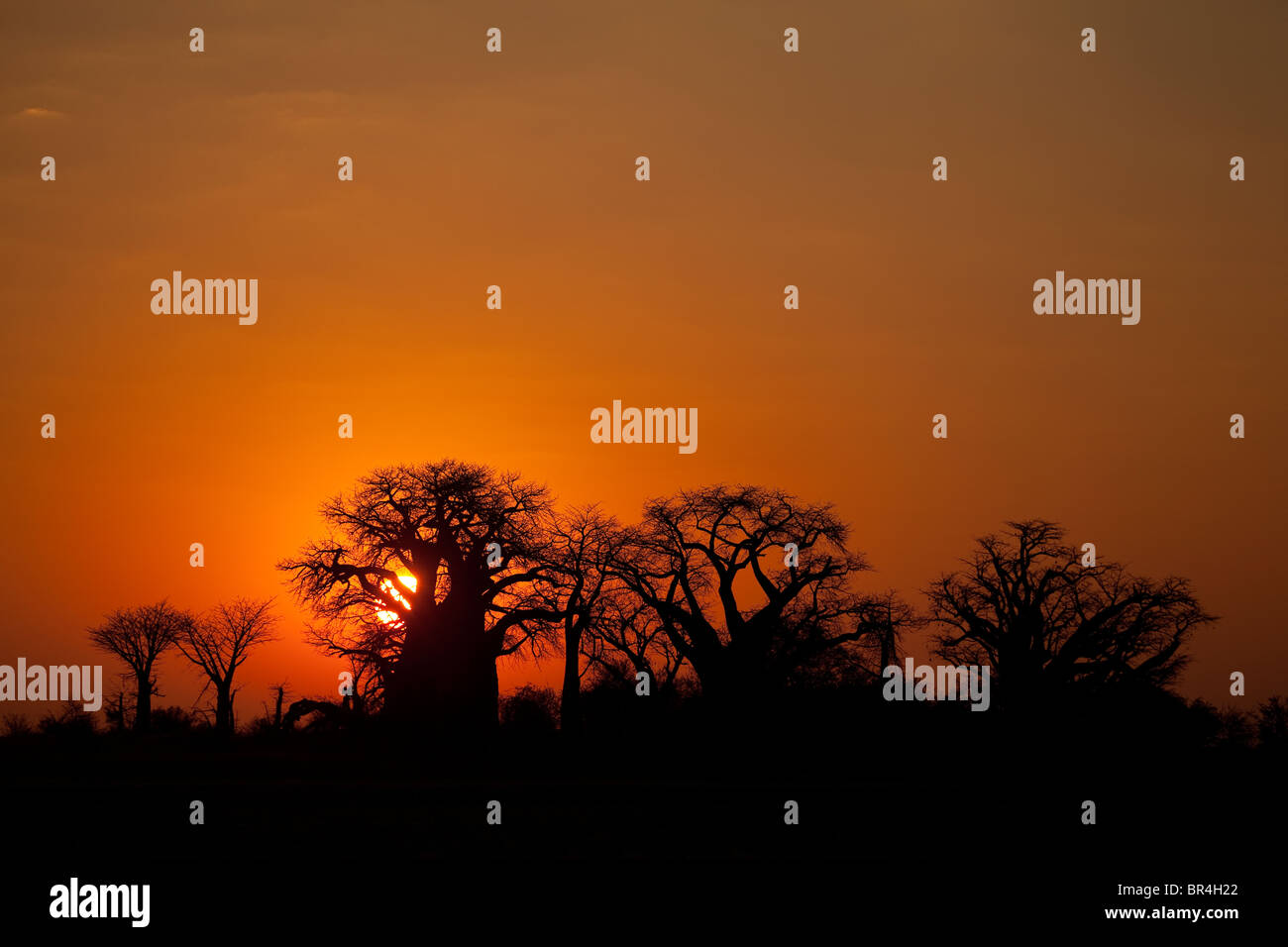Sunrise a Baines baobab, tegami Nxai National Park, Botswana Foto Stock