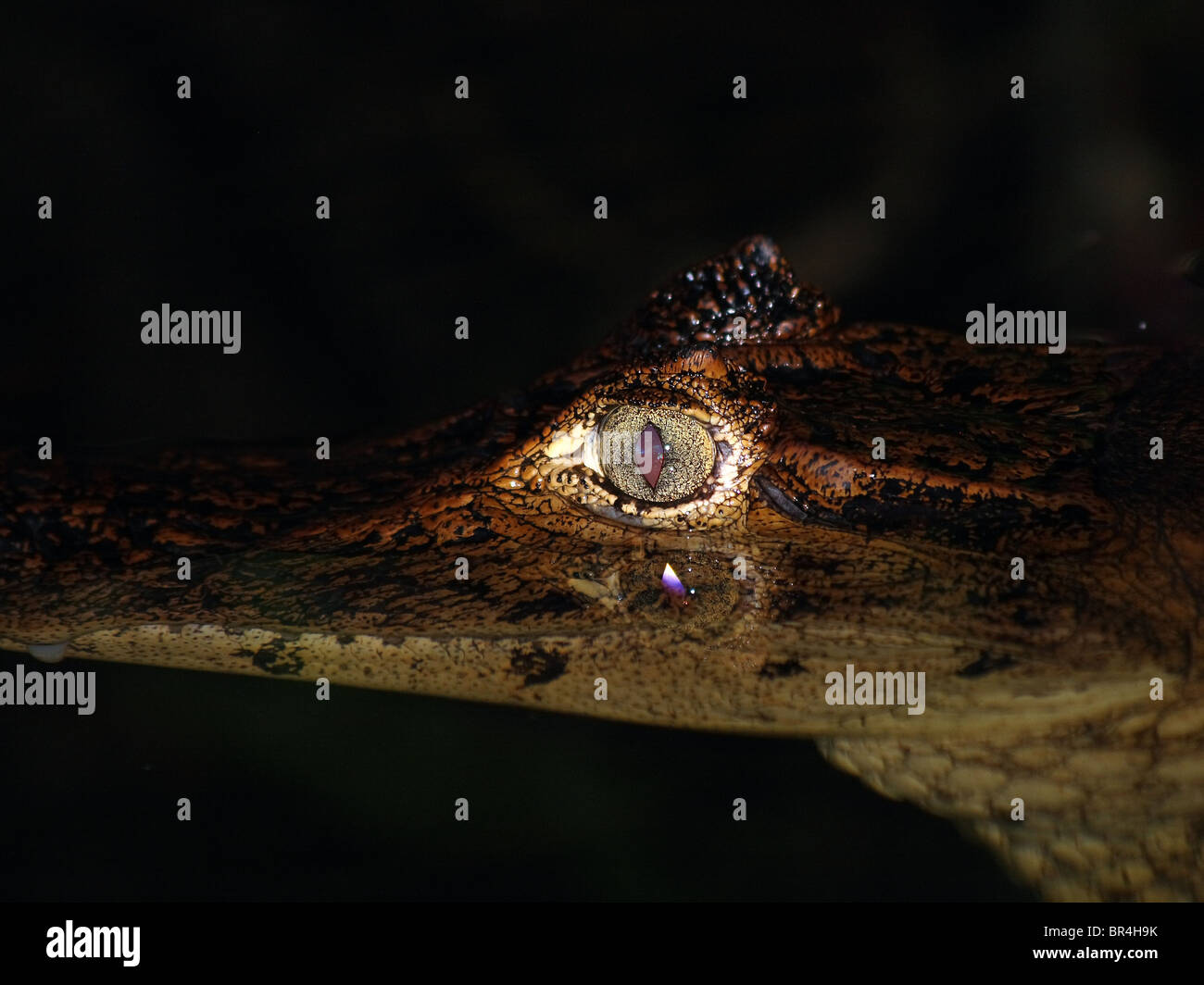 Caimano dagli occhiali (Caiman crocodilus) in Costa Rica Foto Stock