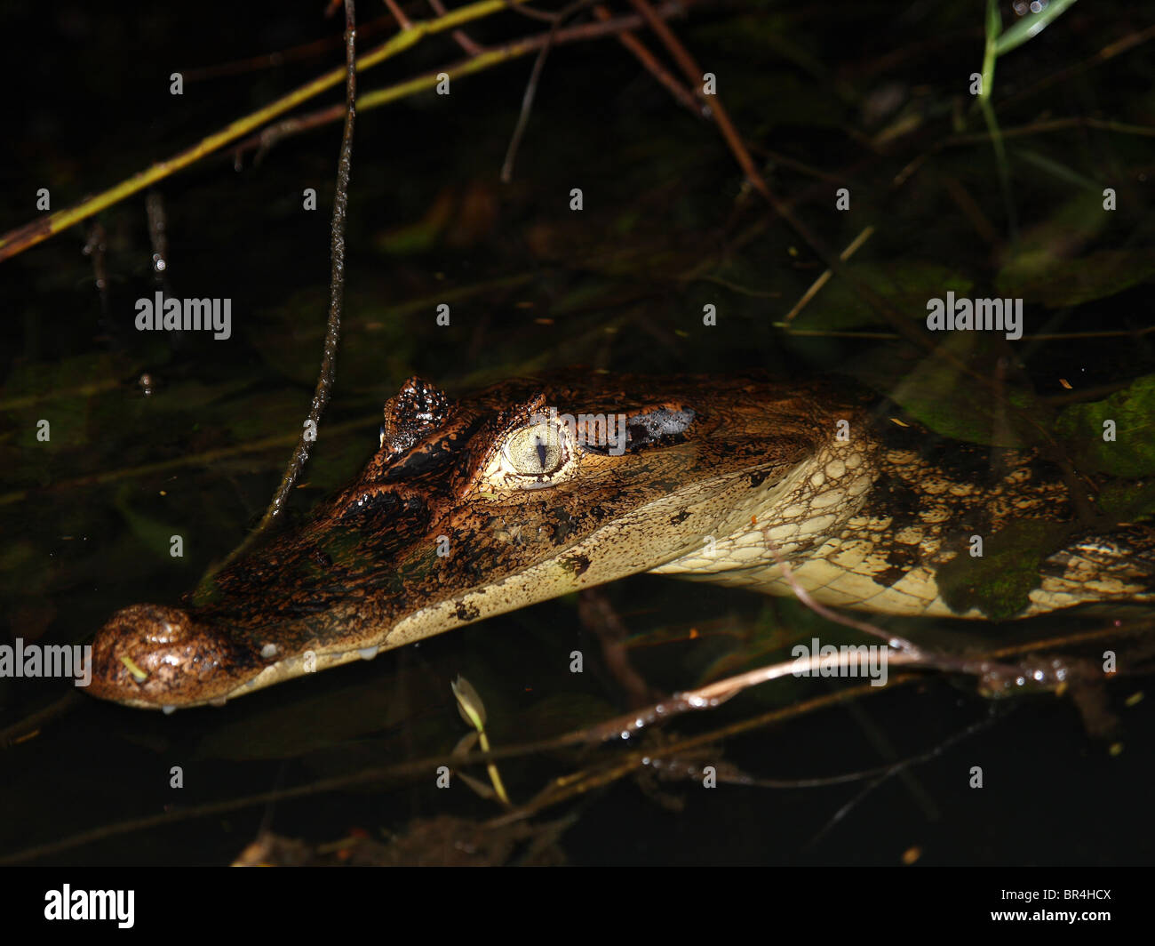 Caimano dagli occhiali (Caiman crocodilus) in Costa Rica Foto Stock