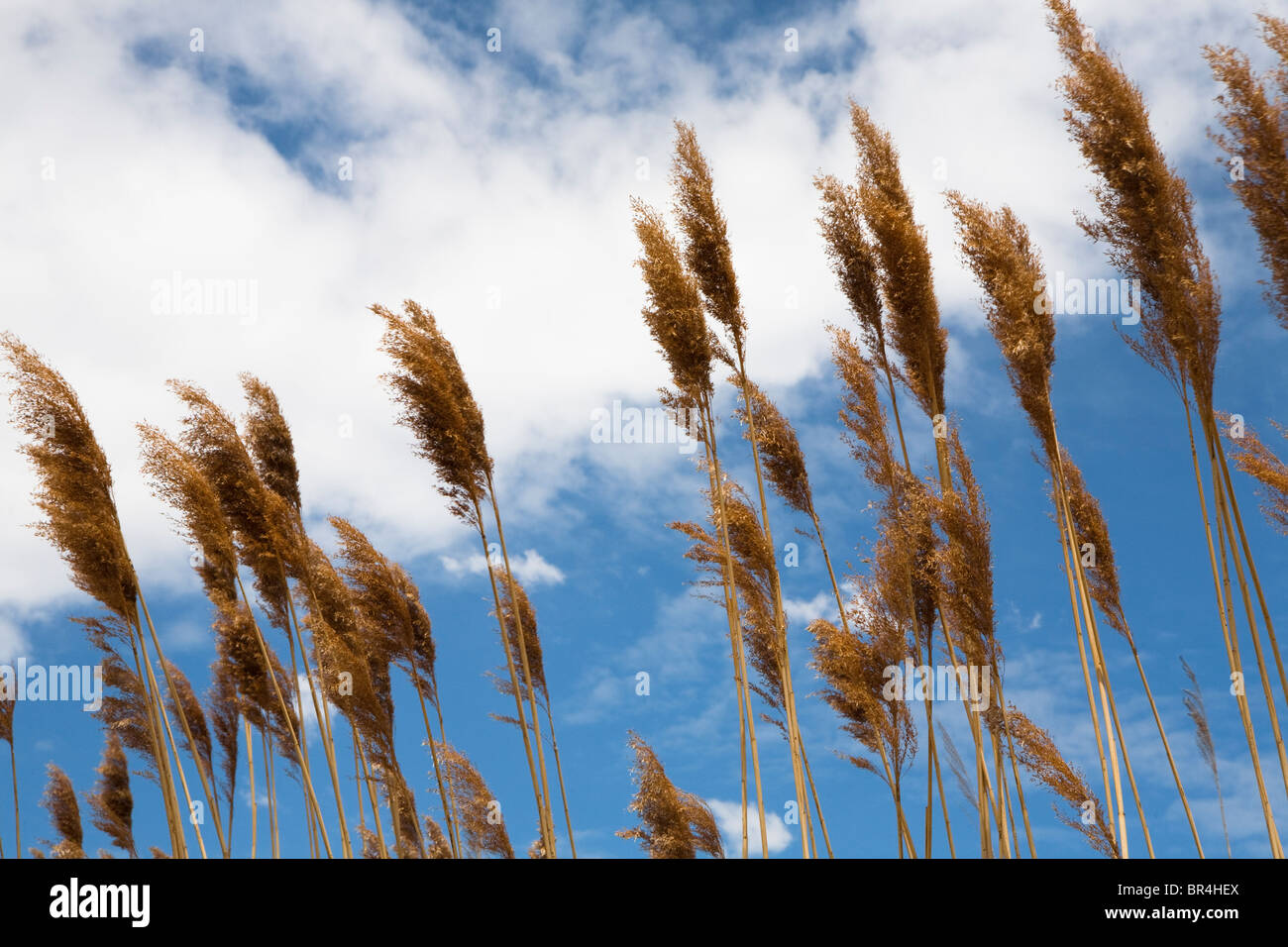 Frumento sheafs al vento con cielo blu e nuvole in background Foto Stock