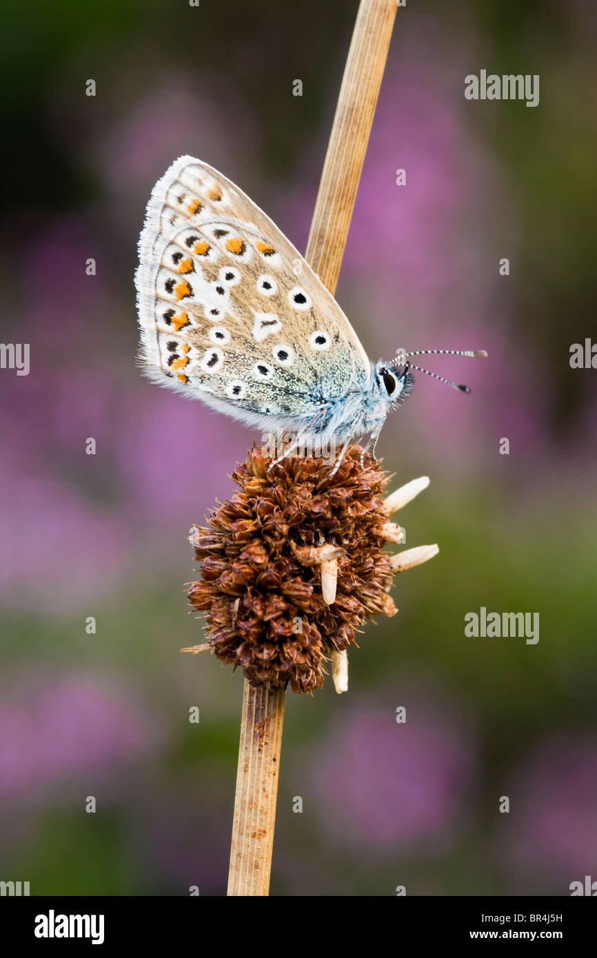 Comune di Blue Butterfly sono ' appollaiati su rush morbido Foto Stock