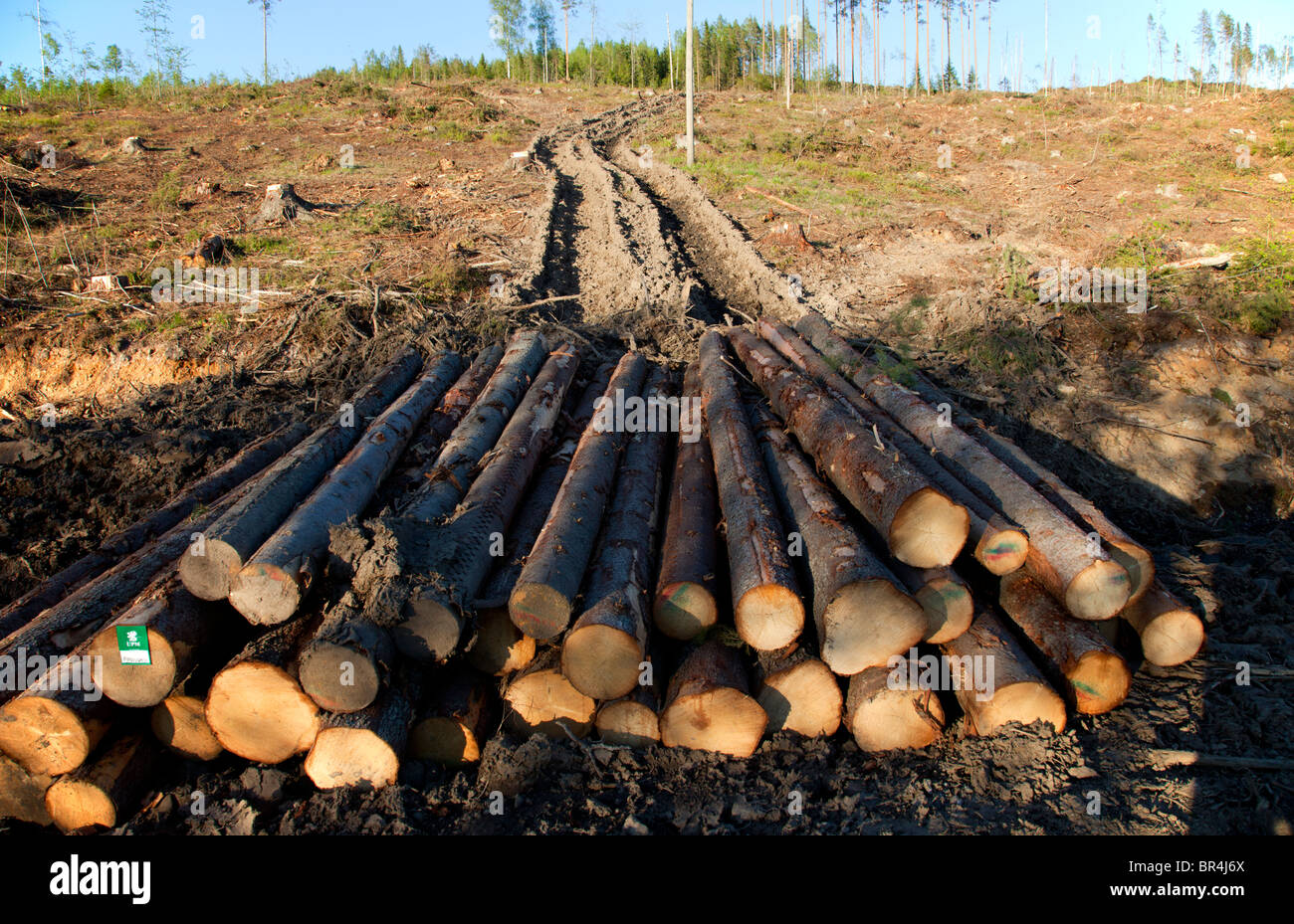 Il cumulo di tronchi e le piste per la raccolta delle foreste in una zona di taglio libera nella foresta di taiga , Finlandia Foto Stock
