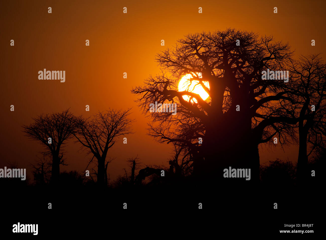 Sunrise a Baines baobab, tegami Nxai National Park, Botswana Foto Stock