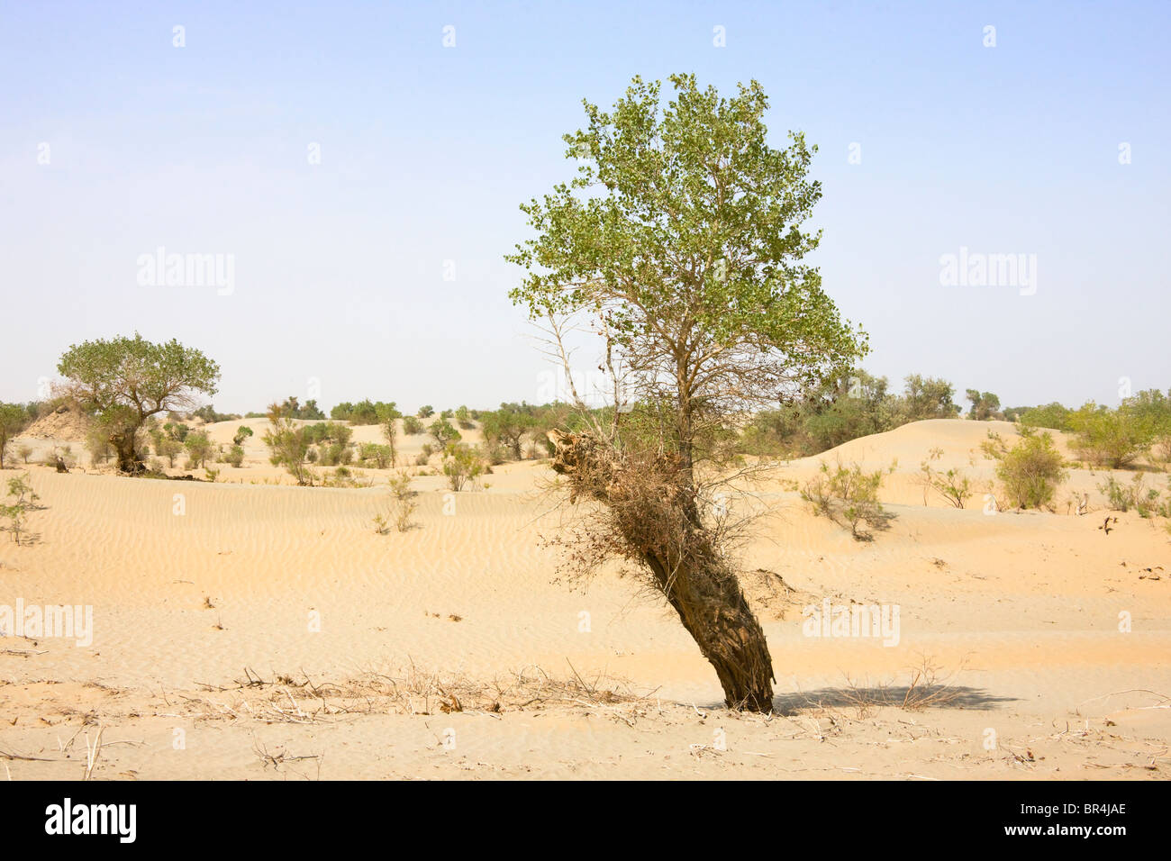 Poplar Tree (Populus euphratica) nel deserto, Aksu, Xinjiang, Cina Foto Stock