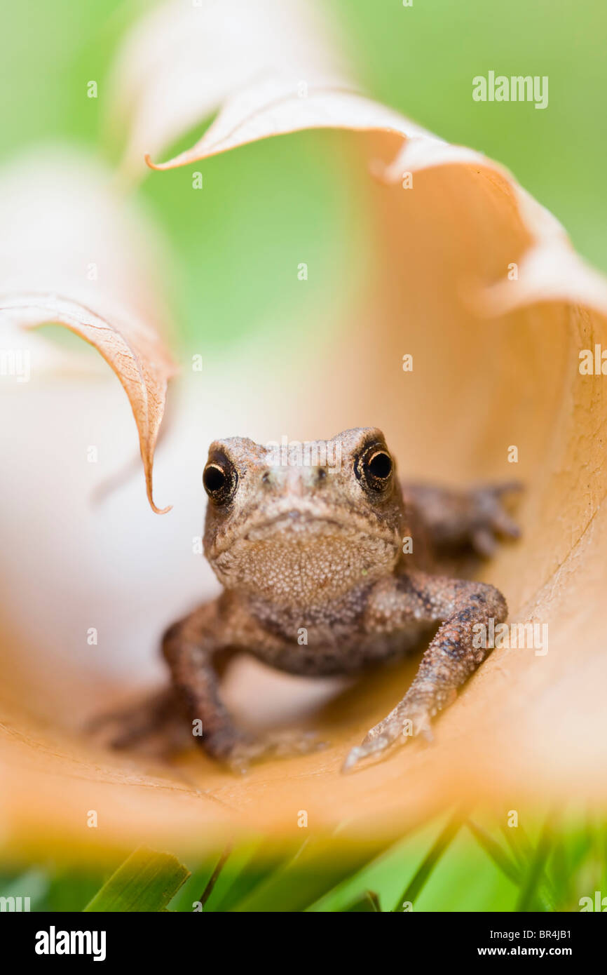 Il rospo giovani in raggomitolati leaf Foto Stock