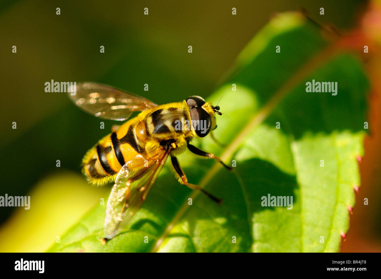 Hoverfly, Myathropa florea, Syrphidae Foto Stock