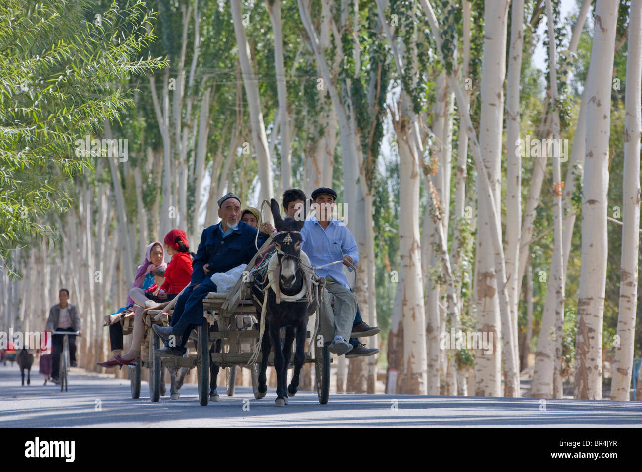 Carrello asino sulla strada fiancheggiata da alberi di pioppo, Hotan, Xinjiang, Cina Foto Stock