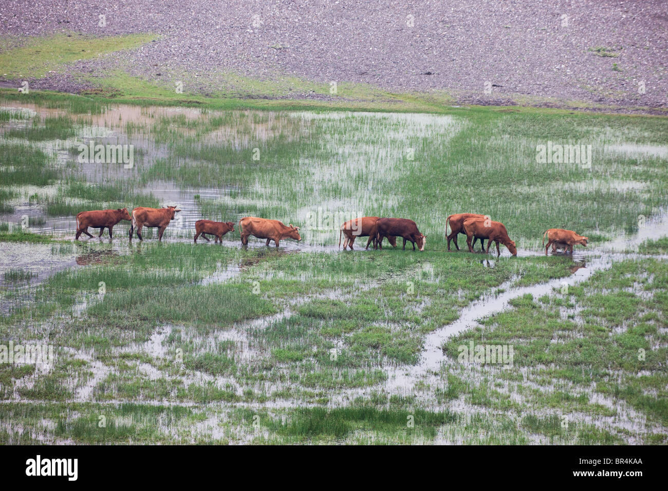 Bufali d'acqua sulla risaia, nord dello Yunnan, Cina Foto Stock