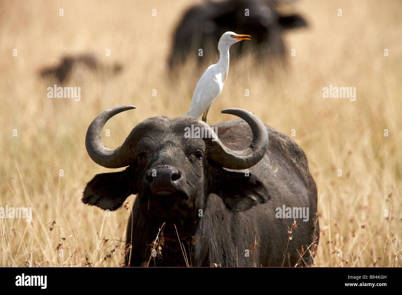 Masai Mara, Kenya, Africa Foto Stock