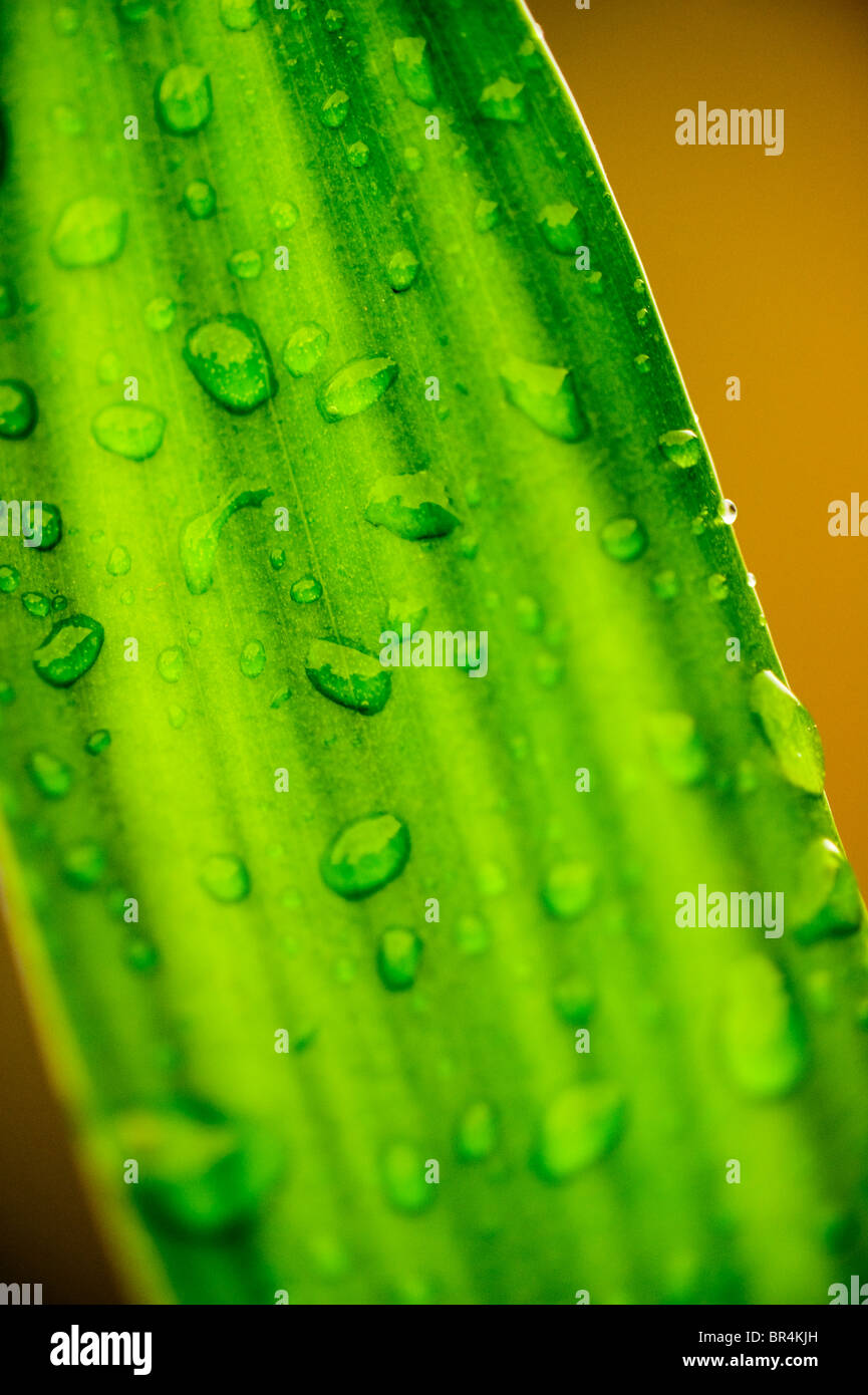 Close up di gocce di acqua su Lucky Bamboo, dracaena sanderiana, lascia dopo un acquazzone in curva, Oregon. Foto Stock