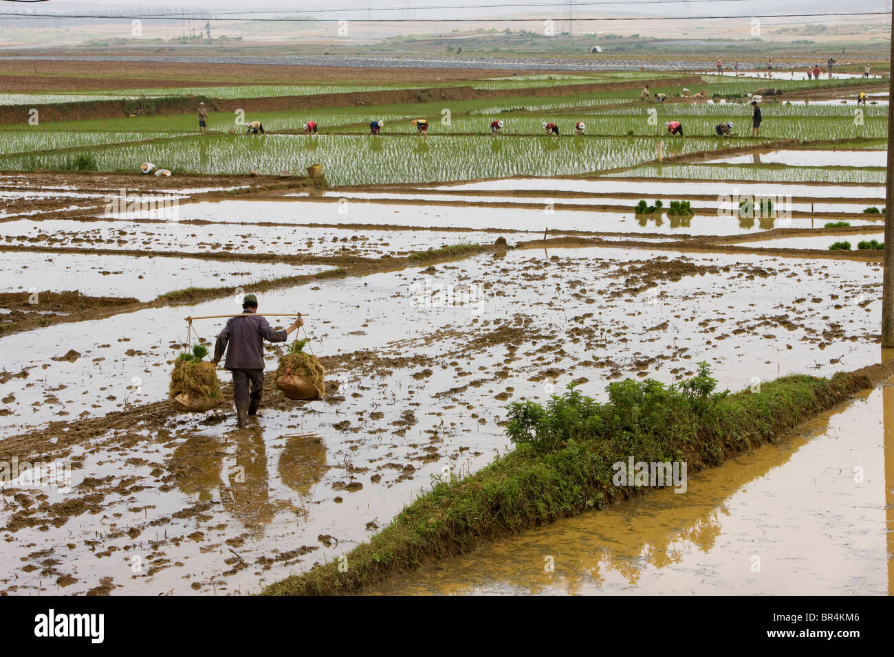 Il cinese Han borgo contadino spalle seedings di riso; Luoping, Cina. Foto Stock