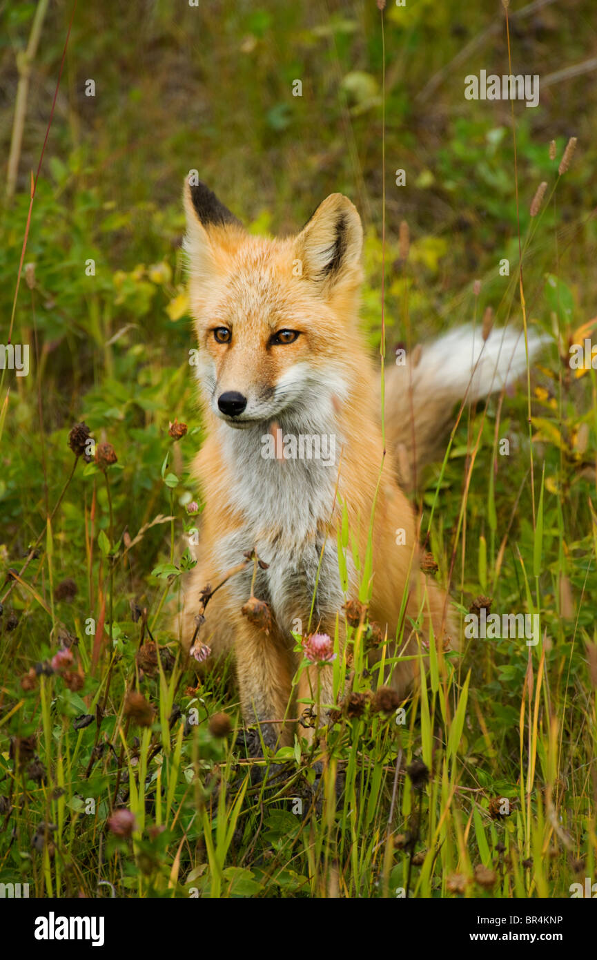 Una volpe rossa seduta in una selvaggia prato erboso Foto Stock