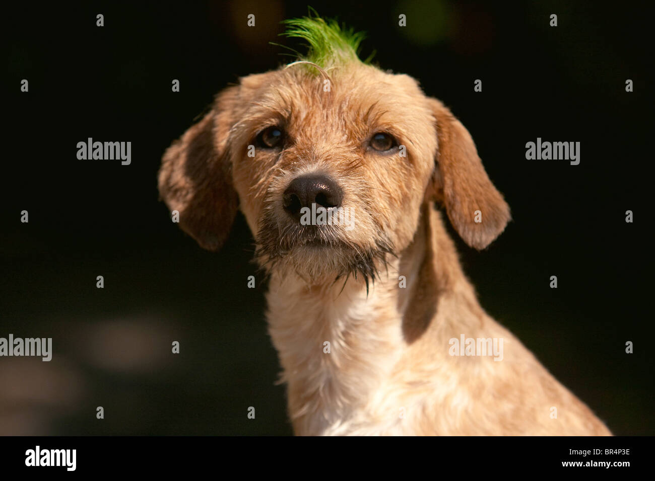 Cane mohawk haircut, ritratto Foto Stock