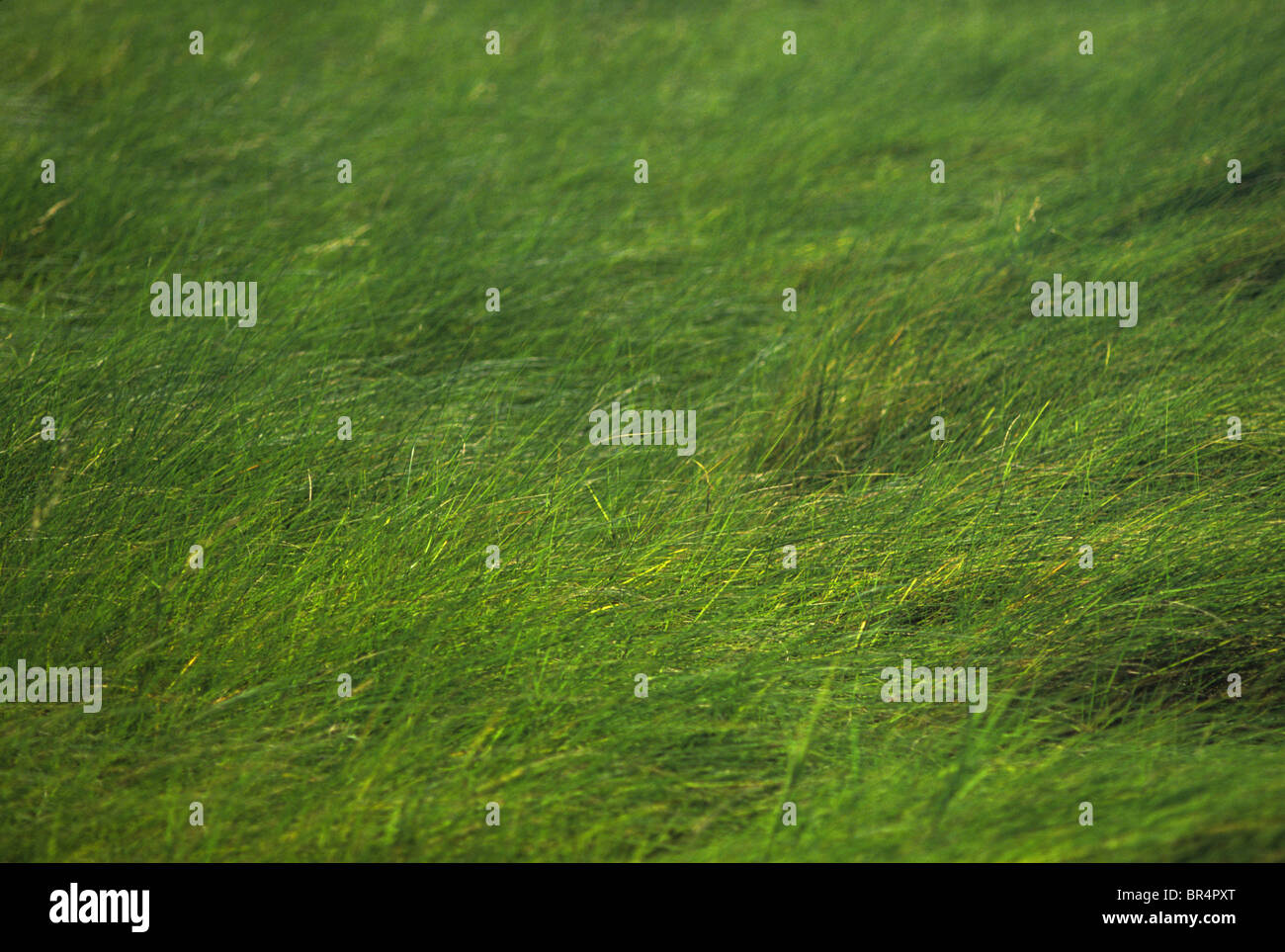 Campo di erba verde su Atkinson Isola, Galveston Bay, Texas. Foto Stock