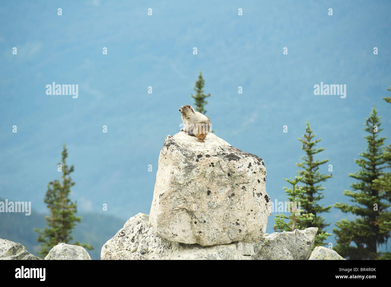 Annoso marmotta (Marmota caligata). Monte Blackcomb Whistler, BC, Canada Foto Stock