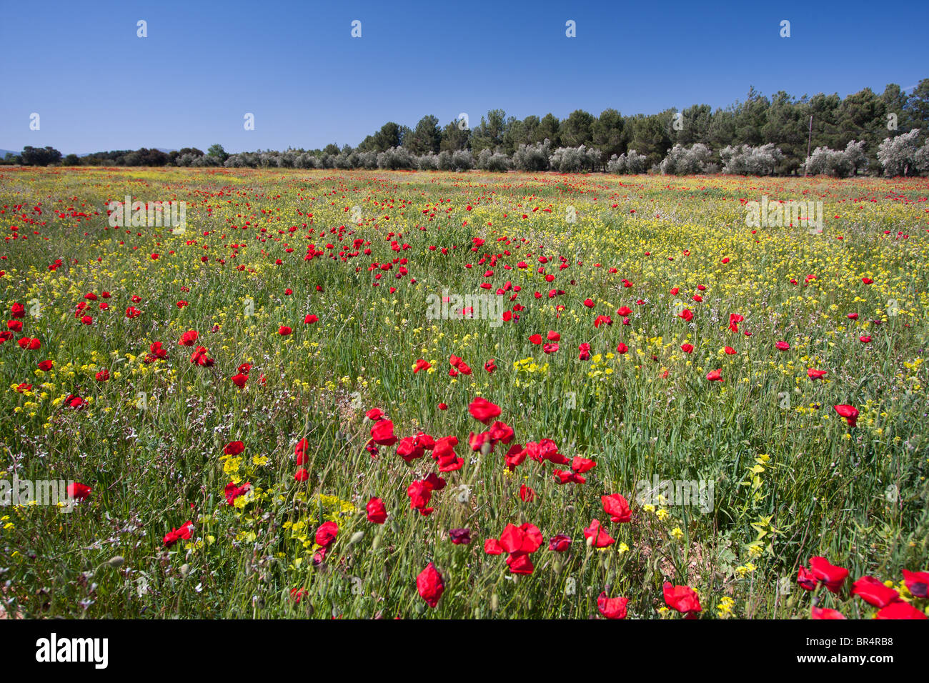 Rosso fiori di papavero (Papaver rhoeas) in un campo, Andalusia, Spagna Foto Stock