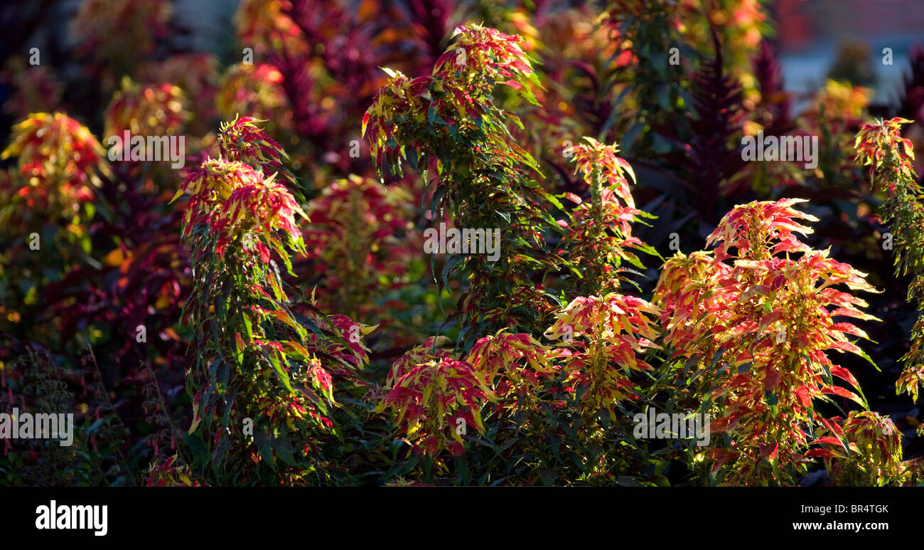 Una banca di colori vivaci allora la tunica di Giuseppe (Amaranto Amaranthus tricolore) in un giardino. Massiccio d'amaranthes tricolores dans un jardin Foto Stock