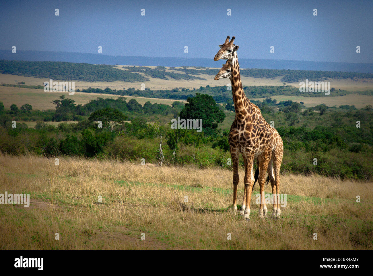 Coppia di Masai giraffe, Giraffa camelopardalis, il Masai Mara riserva nazionale, Kenya, Africa Foto Stock