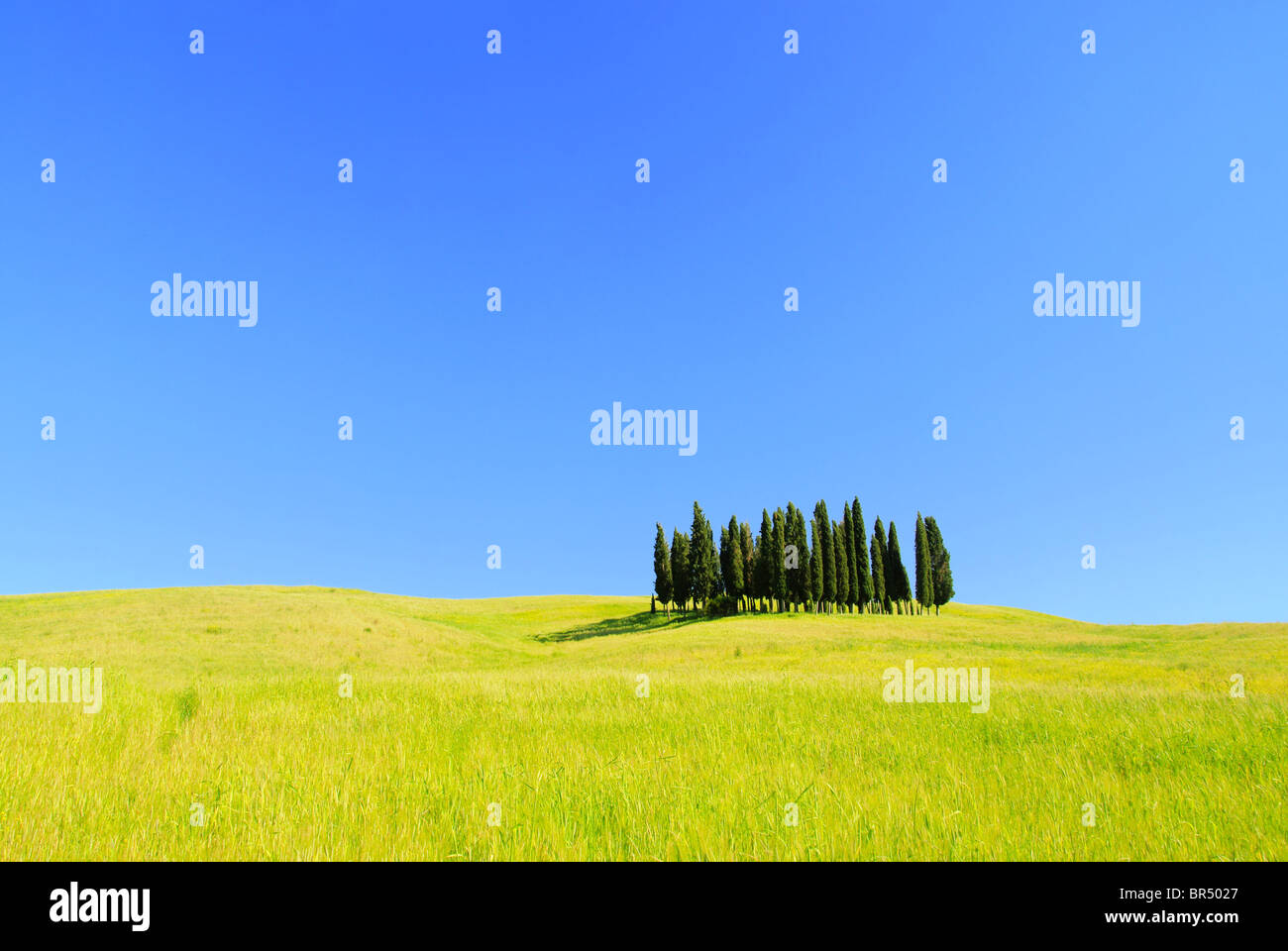 Toskana Wald - Toscana foresta 02 Foto Stock