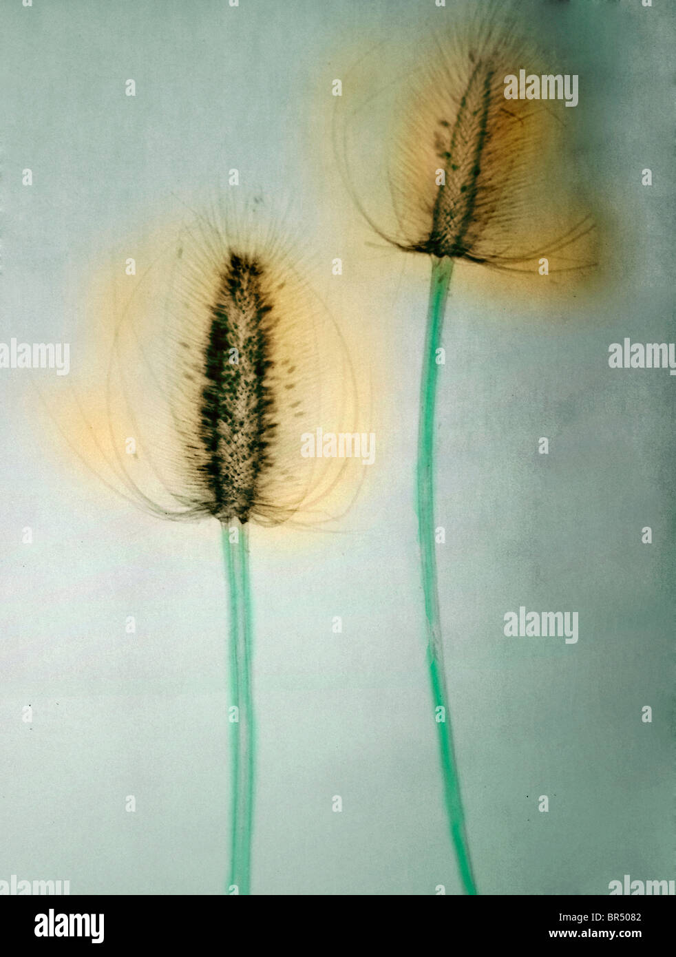 X-ray di teasel fiori, colorizzato raggi x di un fiore teasel Foto Stock