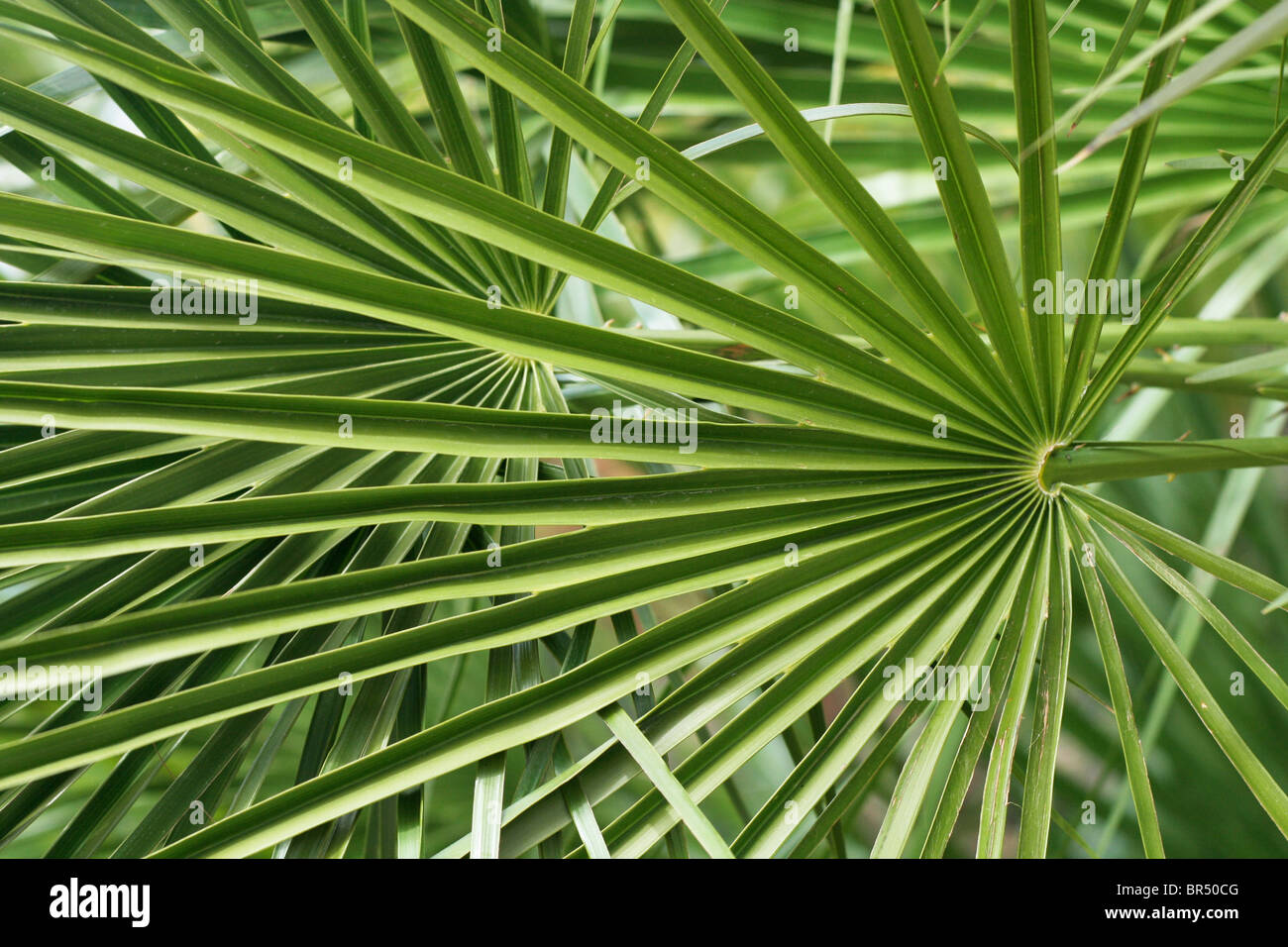 Foglia di Palma verde Foto Stock