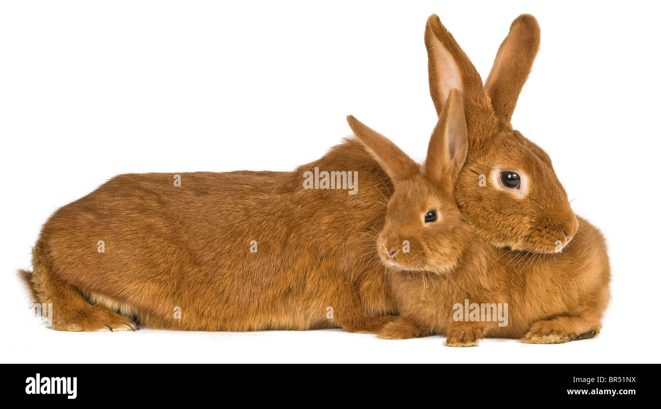 Fauve de Bourgogne coniglio domestico Foto Stock