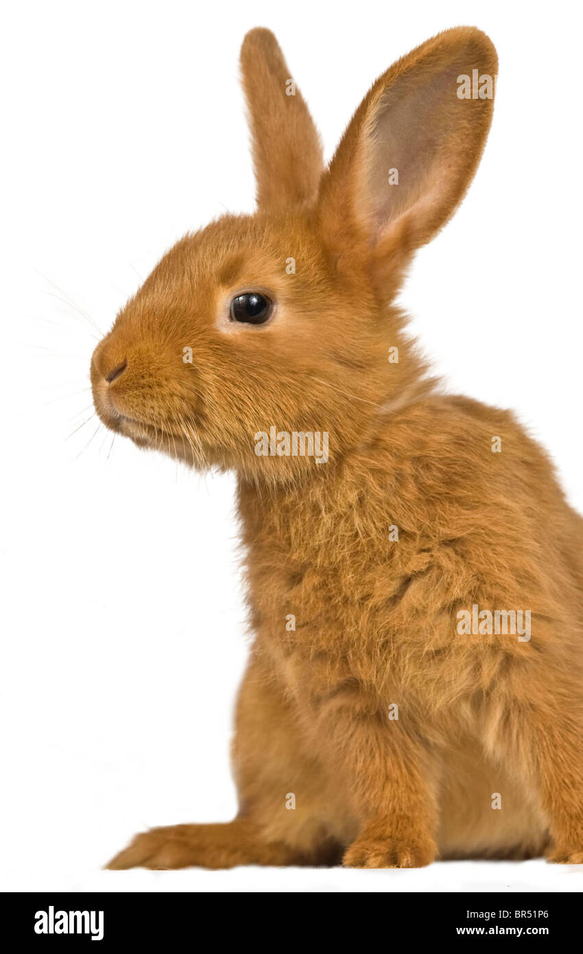Fauve de Bourgogne coniglio domestico Foto Stock