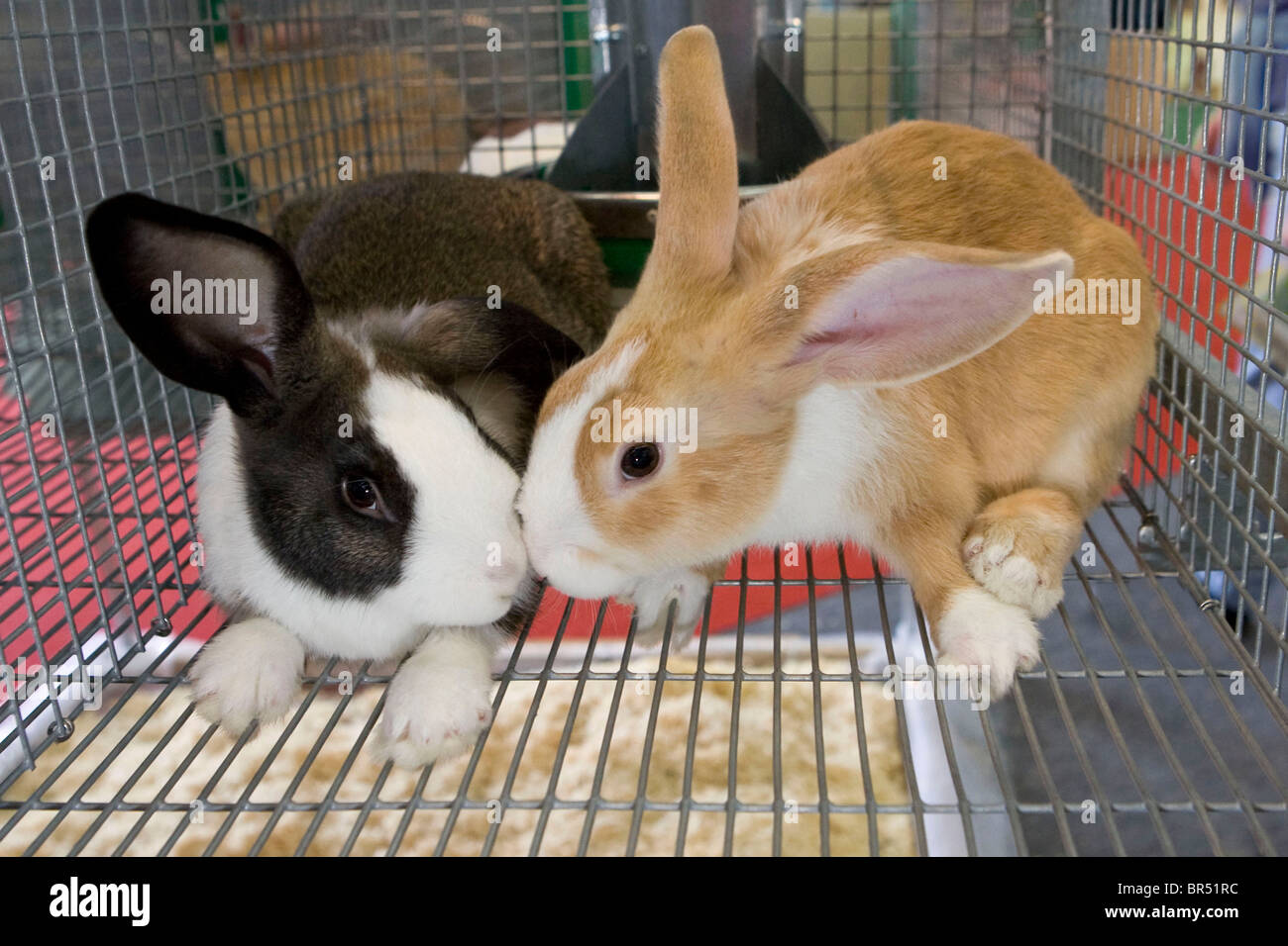 Coniglio di allevamento Foto Stock