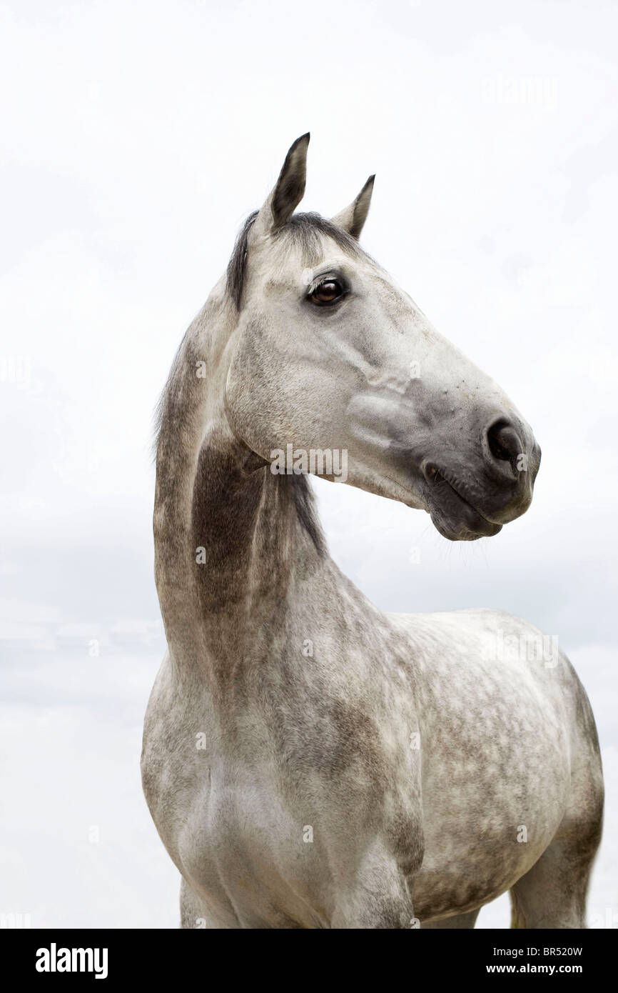 Cavallo grigio Foto Stock