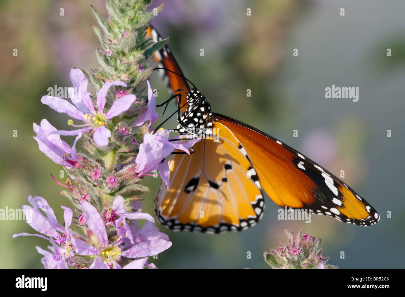 Close up di una pianura Tiger (Danaus chrysippus) AKA africana di farfalla monarca shot in Israele, Agosto Foto Stock