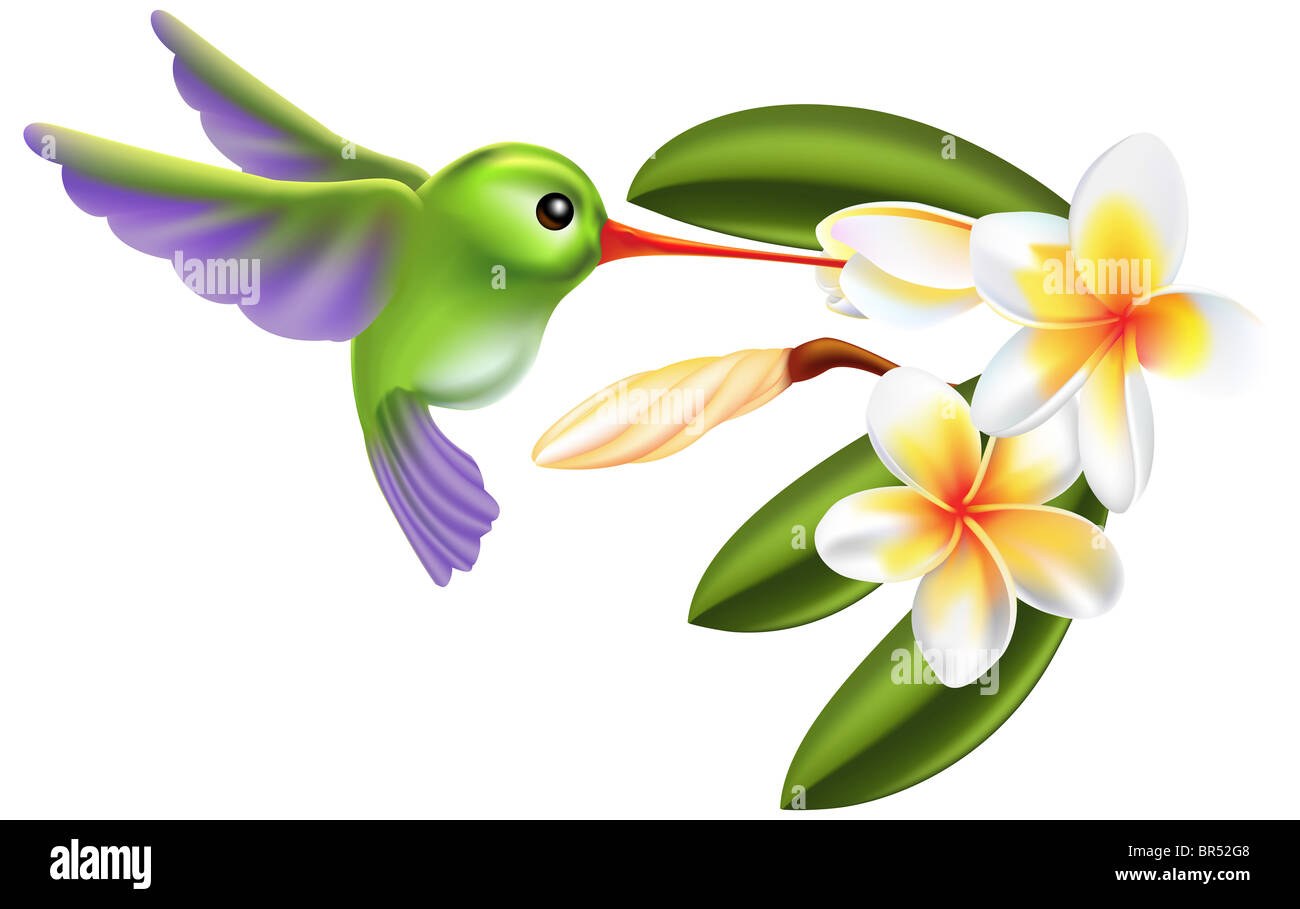 Illustrazione di un ronzio di uccelli e fiori Foto Stock