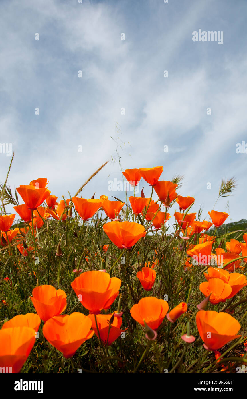 In California Viaggi di fiori selvaggi: papaveri, lo stato della California, fiore a Mt. Diablo stato parco foto copyright Lee Foster. Foto Stock