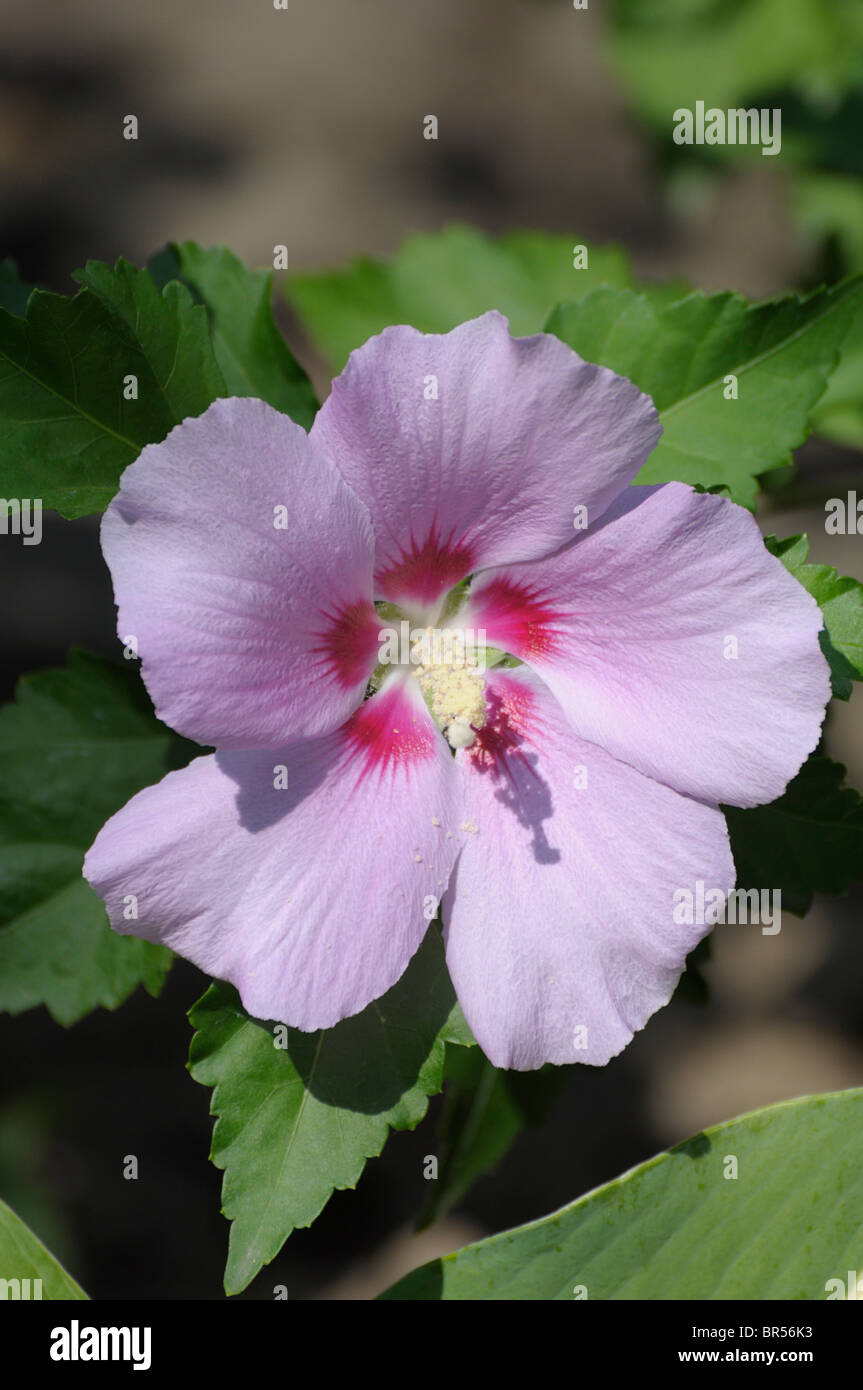 Hibiscus Syriacus Foto Stock