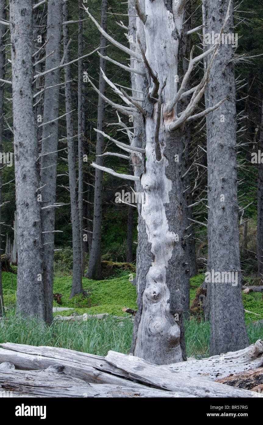 La selvaggia bellezza di morti e di alberi viventi e driftwood lungo la spiaggia Rialto nella contea di Clallam, Washington nei pressi di La Push. Foto Stock