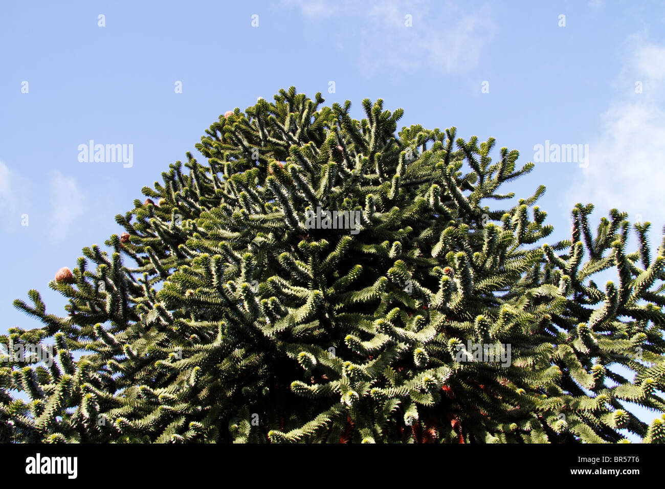 Monkey Puzzle Tree (Araucaria araucana) Paignton Devon Inghilterra uk Foto Stock