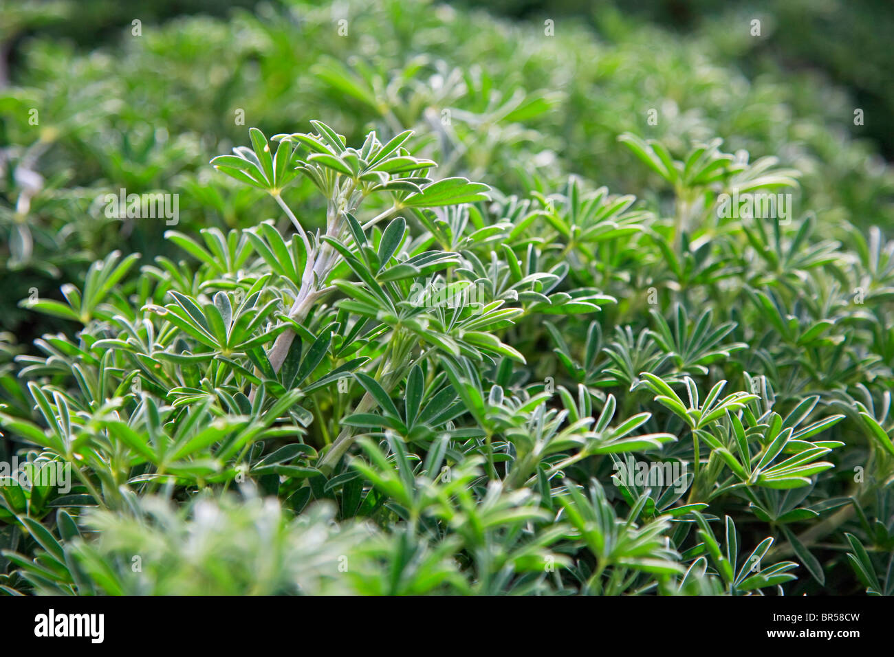 Impianto di lupino fiorisce lungo il sentiero costiero - POINT REYES National Seashore, CALIFORNIA Foto Stock
