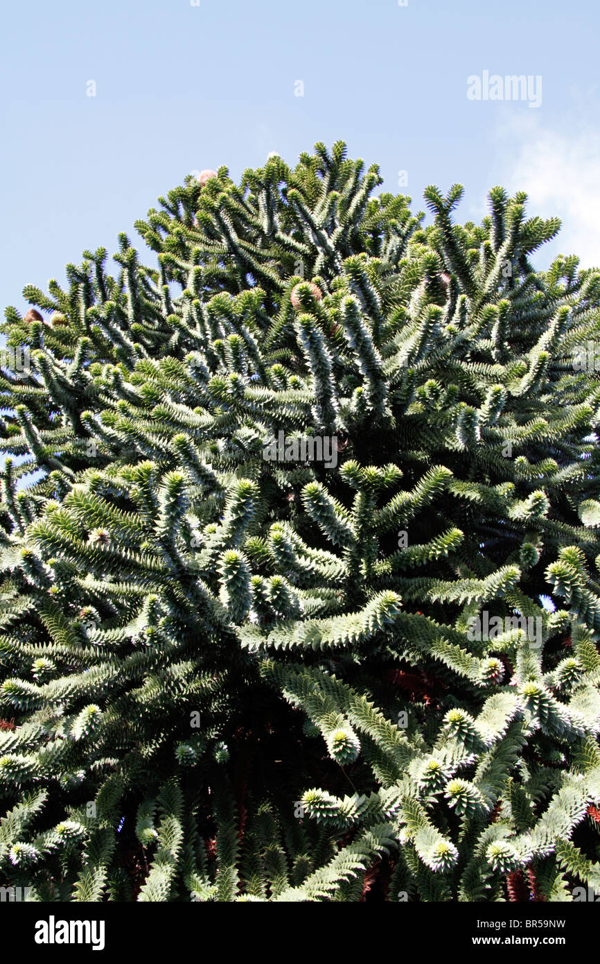 Monkey Puzzle Tree (Araucaria araucana) Paignton Devon Inghilterra uk Foto Stock