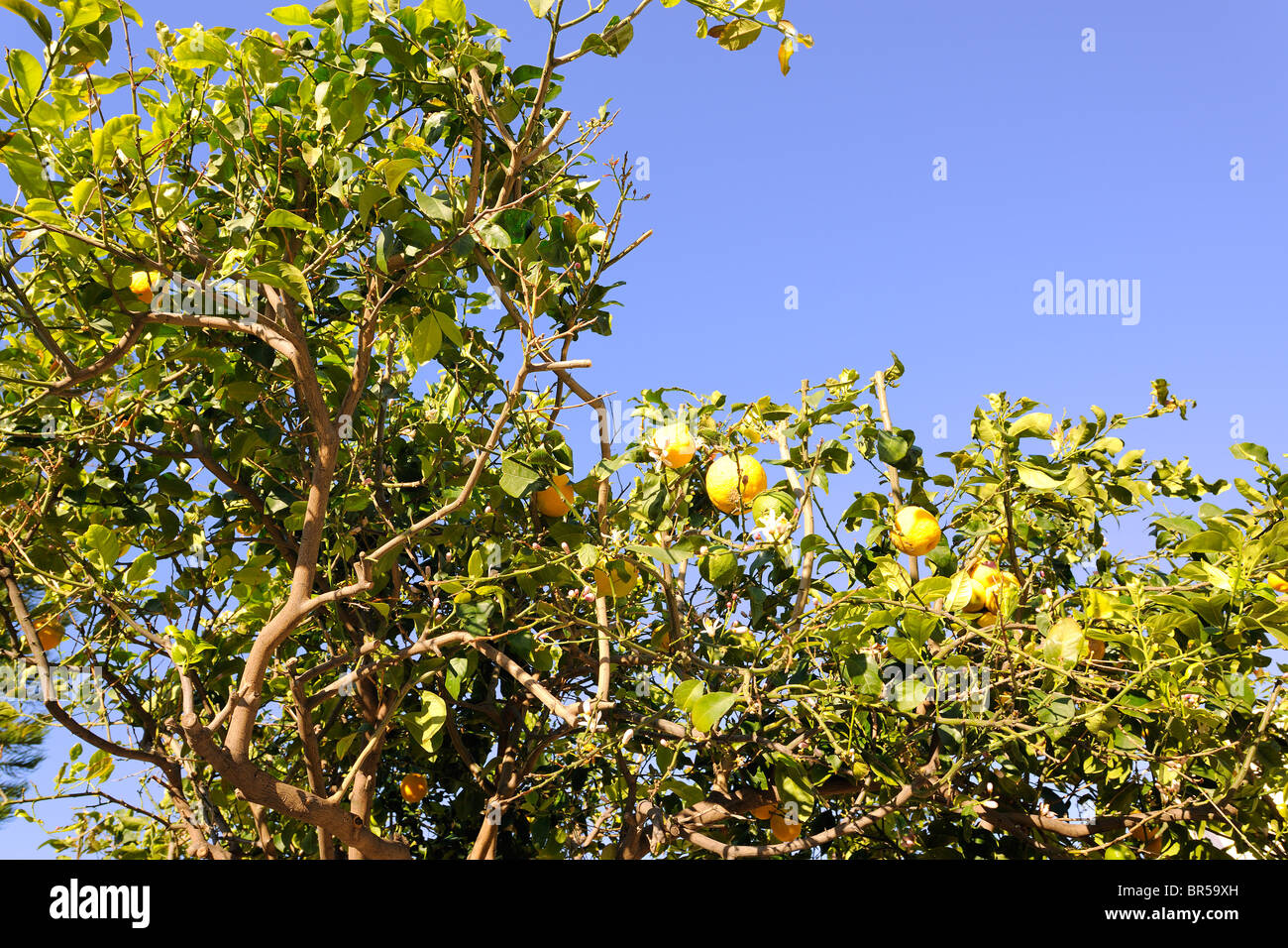 Close-up di un albero di limone Foto Stock