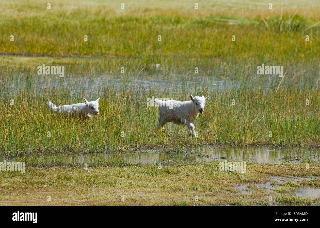 Capre di montagna neonati sul prato, altopiano del Pamir, Xinjiang, Cina Foto Stock