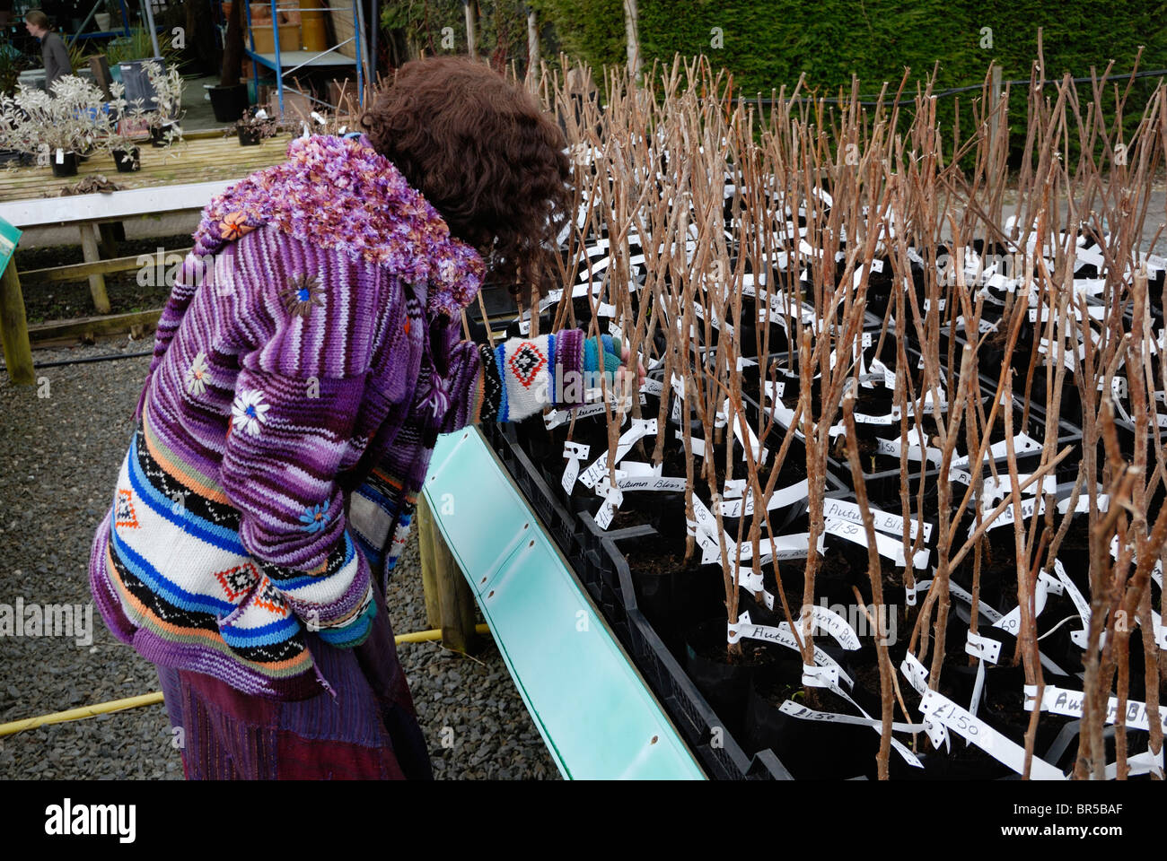 Donna selezione di lampone canes presso un centro giardino, il Galles. Foto Stock