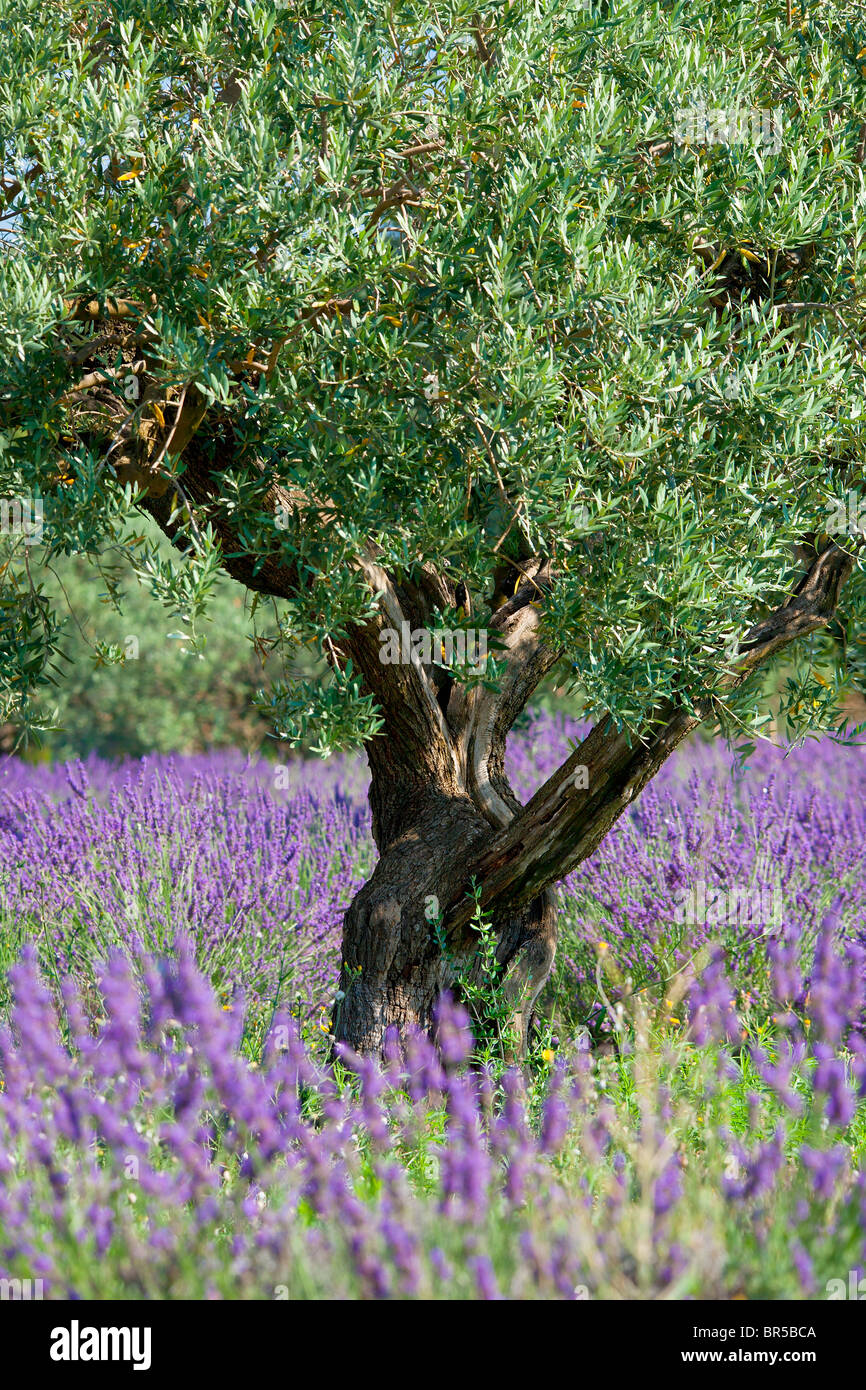 L'Europa, Francia, Vaucluse (84), albero di olivo in un campo di lavanda Foto Stock